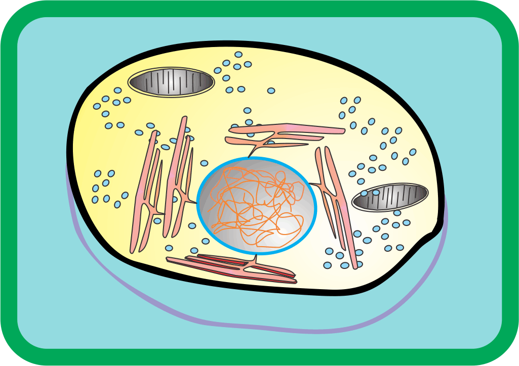 Mammalian cell cultures